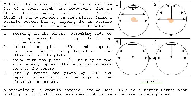 Figure 2. Streaking for Confluent Growth