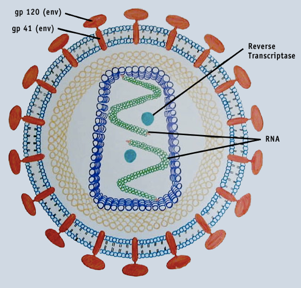 File:HIV-virus schematic-gp120.png