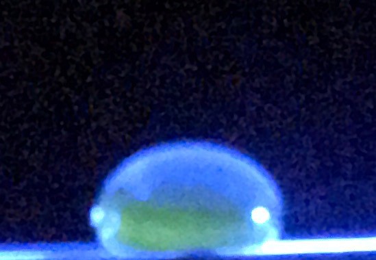 File:Group1 Conc0.5.jpeg