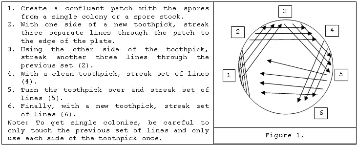 Figure 1. Streaking for Single Colonies