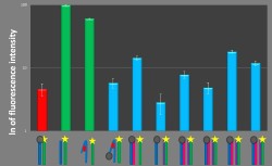 File:BM12 Nanosaurs Fluorescence4 250.jpg