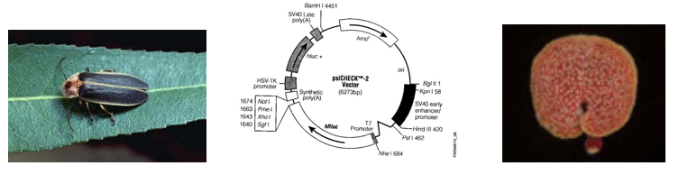 sources of light: firefly, dual-reporter plasmid, Renilla