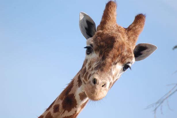 File:RBP MAI 221013RAFIKI-043JPG.jpg