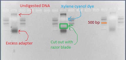 Three pooled ligations ready for gel extraction