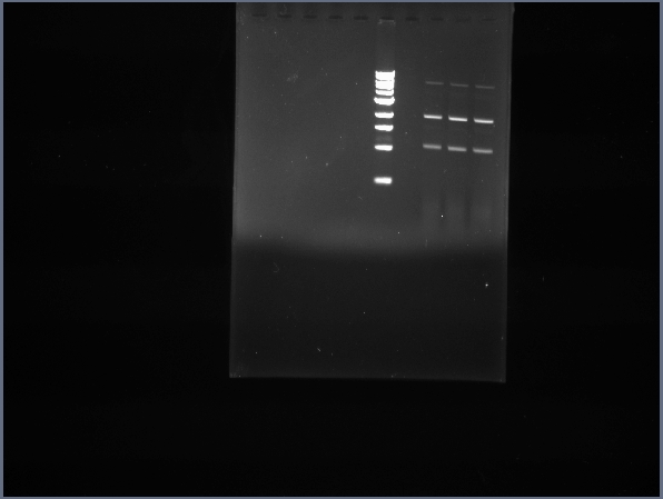 File:UIUC 7.6.10 arsR pSB1A2 digest.jpg
