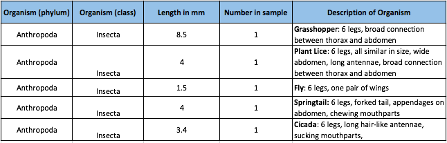 Specimens found in Transect 2