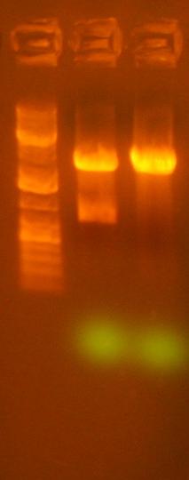 File:7-1 restriction map of 171 322.jpg