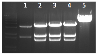 File:KAH 112009 gel2.jpg