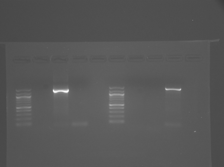 File:S13-M1D4 TR-Blu-Pnk.jpg