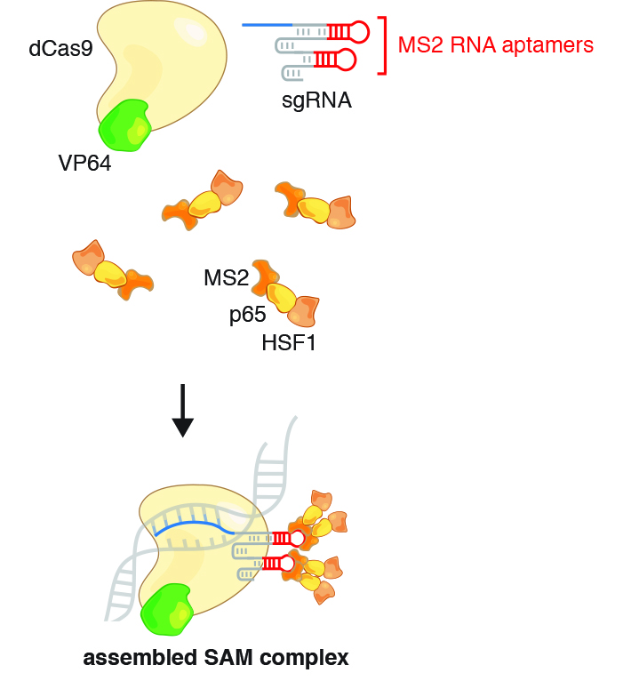 dCas9 of Synergistic Activation Mediator
