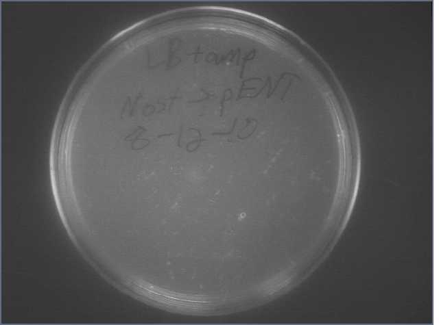 File:Nost pENT lig 8-13.jpg