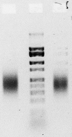 File:Sizeselect 20150930.jpg