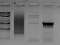 File:Gid 2009-11-08 15hr 07min.jpg