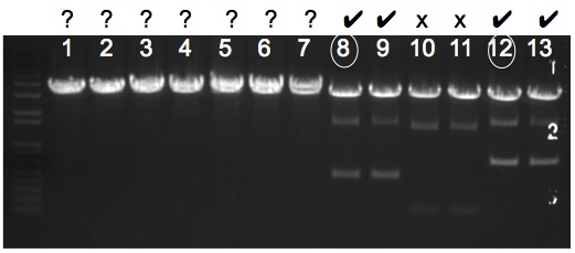 File:KAH 111909 gel1.jpg