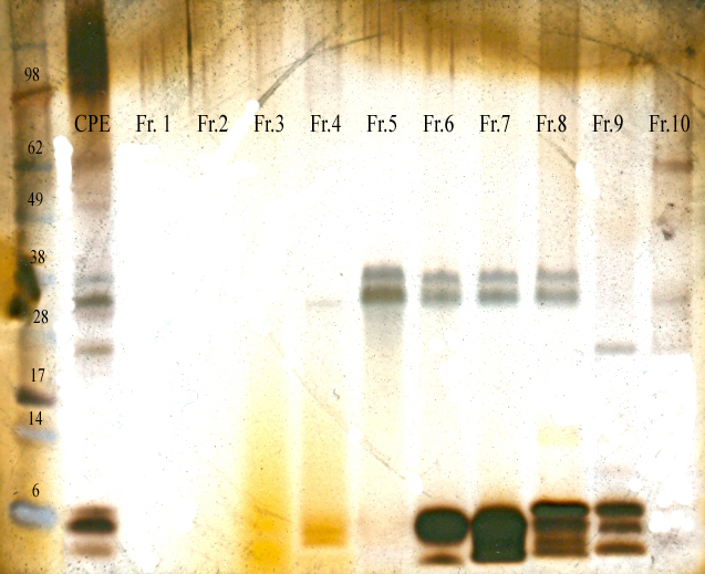 File:Silverstain 052809B.jpg