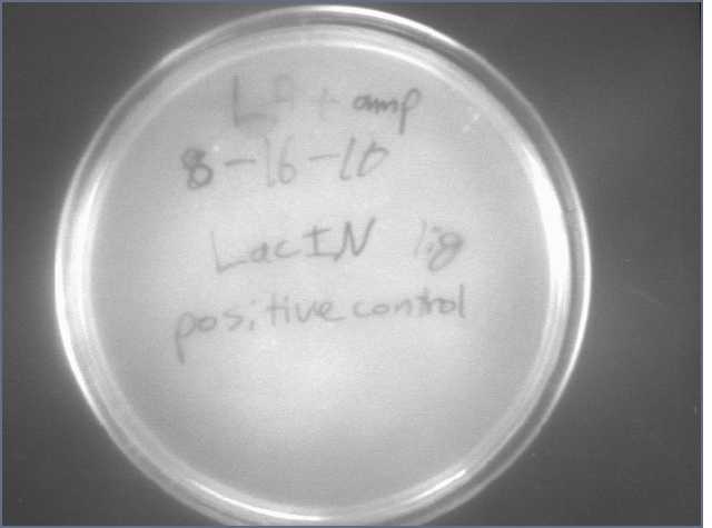 File:8-18 LacIN lig pos cont.jpg