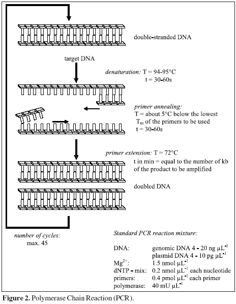 An illustration of how the primers bind to the sample DNA and then how the selected segment of DNA is amplified.