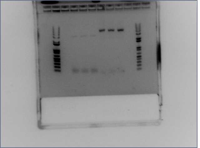 File:Gal4 Barnase PCR 2nd.jpg