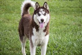 File:Husky Pic.jpg
