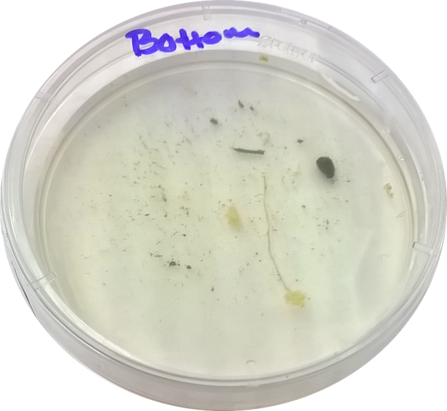 File:Cosette Taggart lab 2 bottom niche.png.png