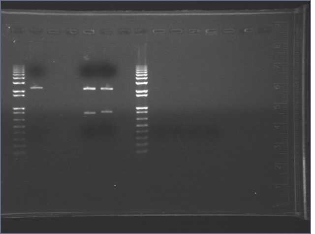 "results of PCR"