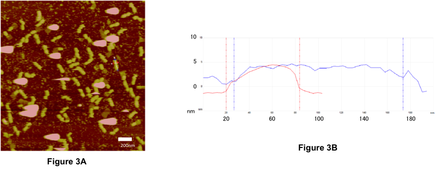 Figure3. AFM image2