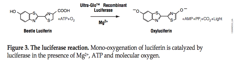 CellTiter-Glo mechanism of action. Image and caption from CellTiter-Glo product manual, Promega, Inc (Madison, WI).