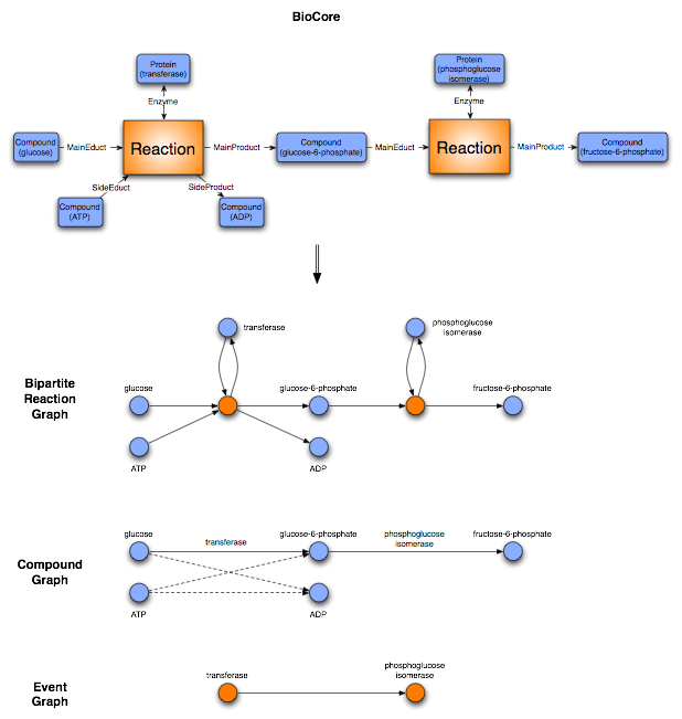 Fig. 1: The first two reactions of the glycolysis modelled in the object-oriented data model called BioCore. Blue boxes stand for participants, orange boxes for events. The type of the participant or events are written in the box, with the corresponding name in brackets. The edges (arrows) are labeled with the roles the participants play in the particular reaction. A generic mapping of this BioCore objects is given for a biochemical bipartite graph, a compound graph, as well as an event graph. The orange nodes represent the events whereas the blue nodes are the compounds. For enzymatic reactions the edges in the compound graph can be additionally labelled with the enzyme catalyzing the event. Optionally, for the compound graph only the main direction can be mapped.
