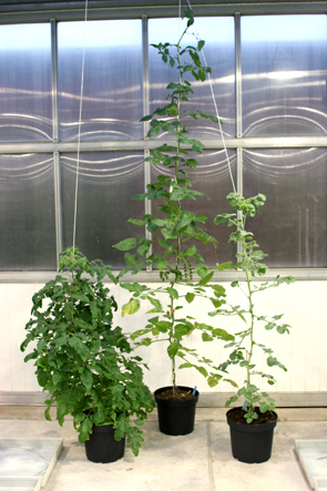 Three tomato plants.