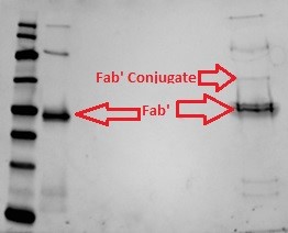File:Figure 26-Shows the first visible conjugation on a gel..jpg