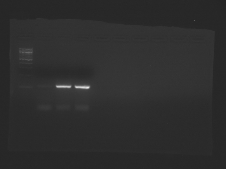 File:S11 M1D2 WF Pnk.jpg