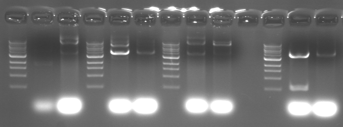 File:20.109(F09) TR Mod2 agarose2.png