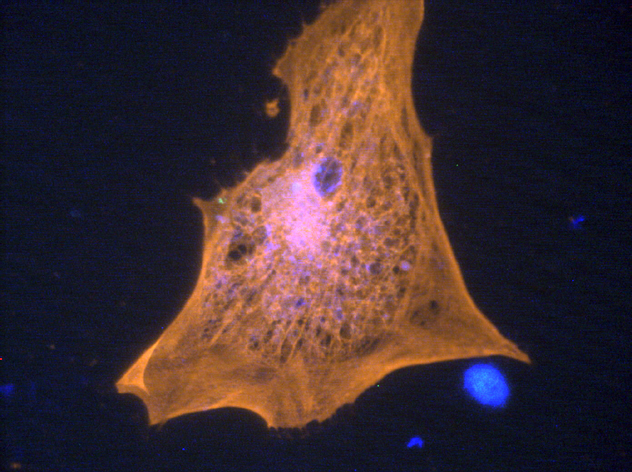 File:C6000 ceph C-S 40x blue flat.jpg