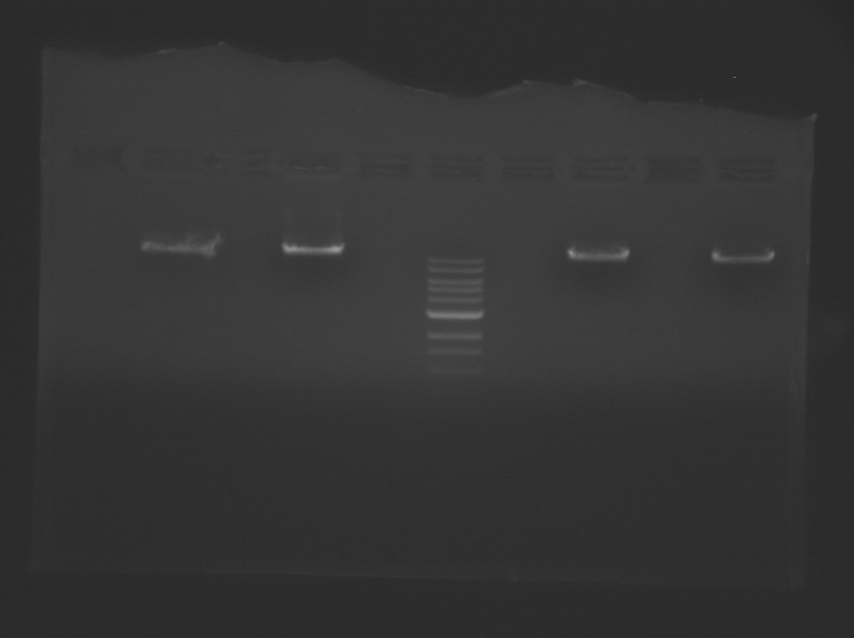 File:S11 M2D3 TR-GrnBluPnkPrp.jpg