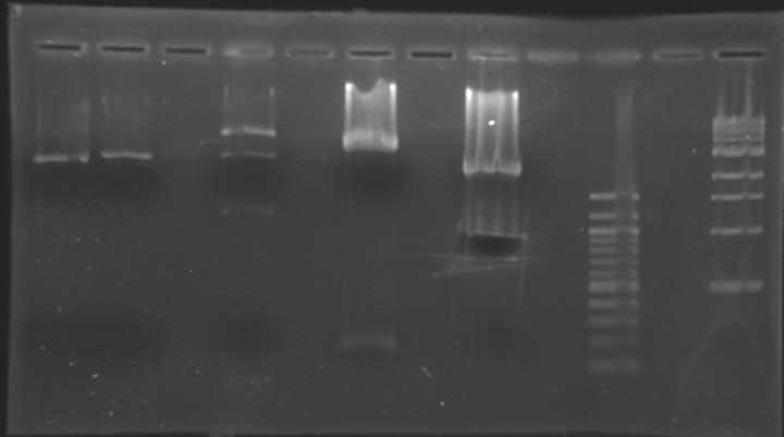 File:Gel3 0308cut.jpg
