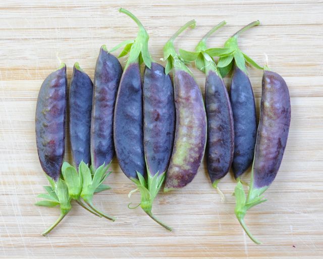File:Sugar-magnolia-purple-snap-pea-pods.jpg