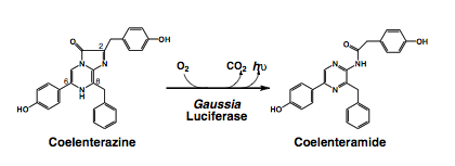 Catalysis of luciferin coelentarazine