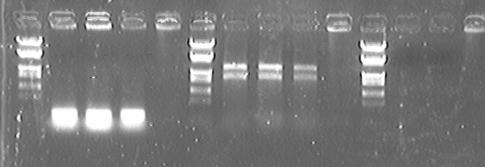 File:PKU Switch 07-8-27 again 2.jpg