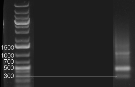 File:14.09.10 Luc to AmCyan donor.png