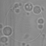 File:BM12 nanosaurs QDconttrans s.jpg