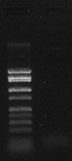 File:PCR BestRAD 02262016.jpg