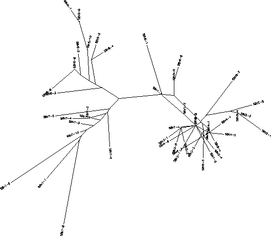 Subject 8 Unrooted Tree