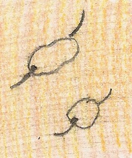 Illustration of Two Chlamydomonas