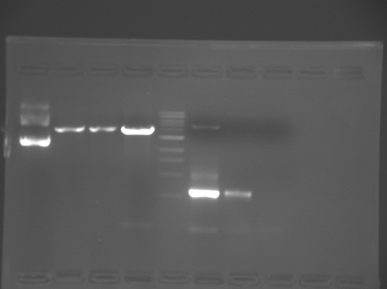 File:F11 M1D3 WF-Ylw.jpg