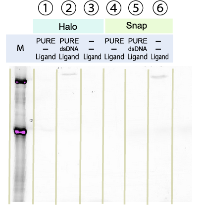 File:K,Figure 2-1.png