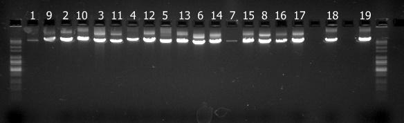 File:26feb10 LA-PCR.tif.jpg