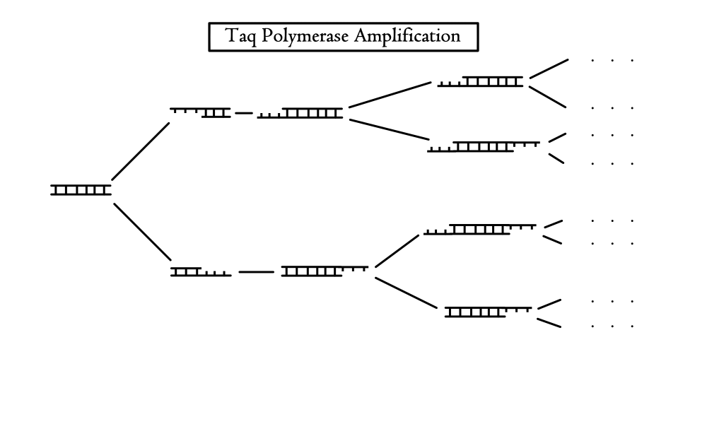 A diagram showing the amplification of DNA through the use of Taq Polymerase.