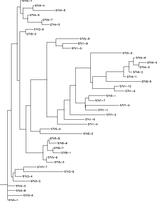 Subject 7 Rooted Tree