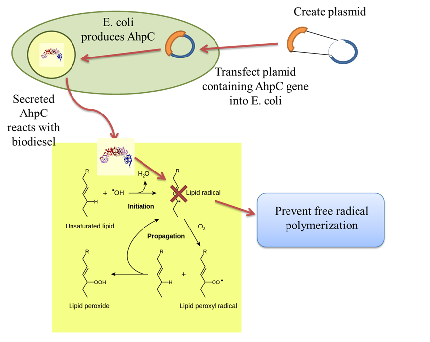Schematic of AhpC Production
