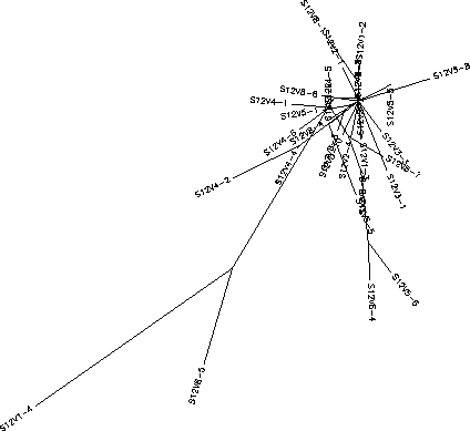 Subject 12 Unrooted Tree